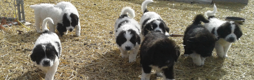 Newfie Pyr Puppies