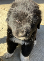 brown puppy