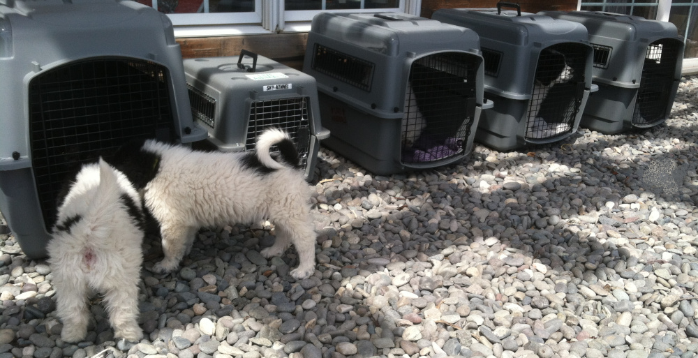 Crate Training